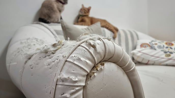Pet damage in a vacation rental